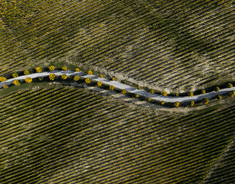 Nature Communications: выявлены новые аспекты в общении кашалотов
